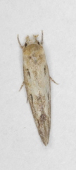 Mompha brevivittella