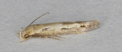 Mompha brevivittella