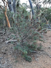 Banksia squarrosa