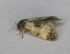 Neocochylis dubitana