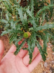 Banksia squarrosa