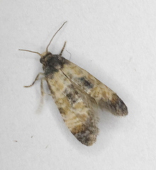 Neocochylis dubitana