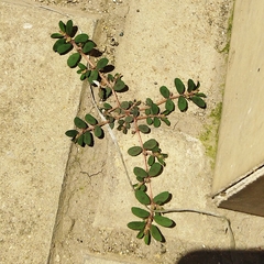 Euphorbia maculata