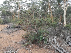 Banksia squarrosa