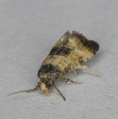 Neocochylis dubitana