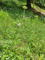 Knautia dipsacifolia dipsacifolia