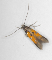 Chrysoclista linneella