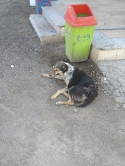 Canis familiaris