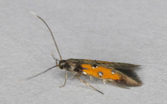 Chrysoclista linneella