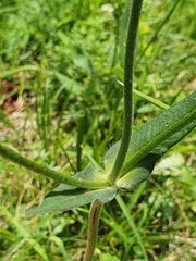Knautia dipsacifolia dipsacifolia