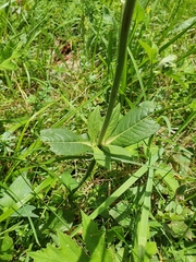 Knautia dipsacifolia dipsacifolia