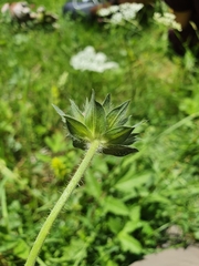 Knautia dipsacifolia dipsacifolia