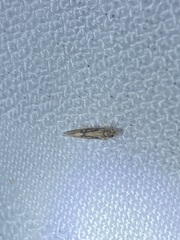 Agraylea multipunctata