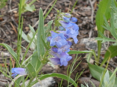 Penstemon glaber