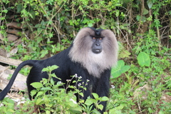 Lion-Tailed Macaque photo 3