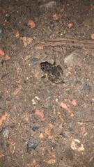 Pristimantis bogotensis