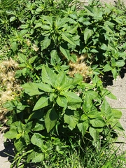 Amaranthus retroflexus