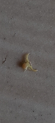 Thomisidae