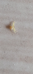 Thomisidae