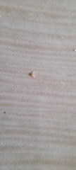 Thomisidae