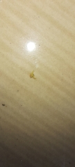 Thomisidae