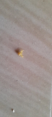 Thomisidae
