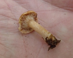 Lactarius oculatus