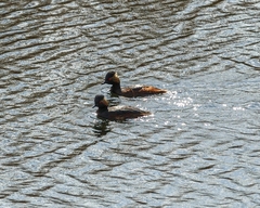 Podiceps nigricollis