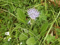 Carthamus mitissimus