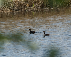 Podiceps nigricollis