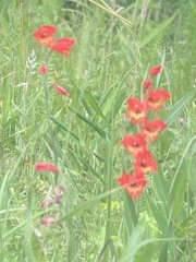 Gladiolus dalenii