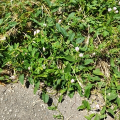 Convolvulus arvensis