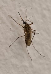Aedes annulipes