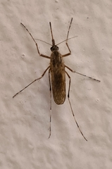 Aedes annulipes
