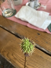 Aesculus hippocastanum