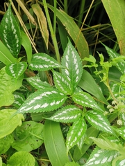 Strobilanthes maculata
