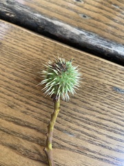 Aesculus hippocastanum