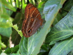 Opoptera syme