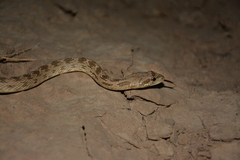 Spalerosophis diadema