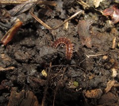 Pseudopolydesmus minor