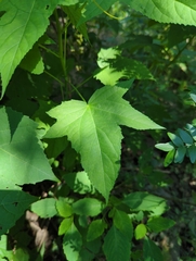 Hibiscus laevis