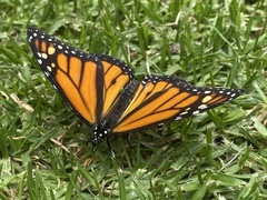 Danaus plexippus plexippus