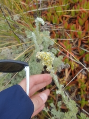 Artemisia pycnocephala