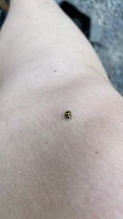 Propylea quatuordecimpunctata