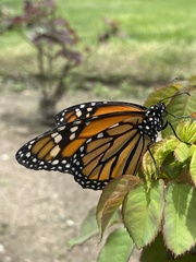 Danaus plexippus plexippus