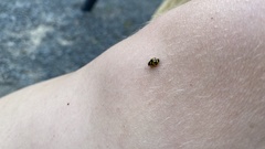 Propylea quatuordecimpunctata