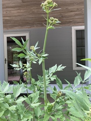 Levisticum