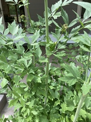 Levisticum