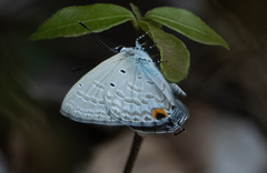 Catochrysops