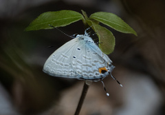 Catochrysops